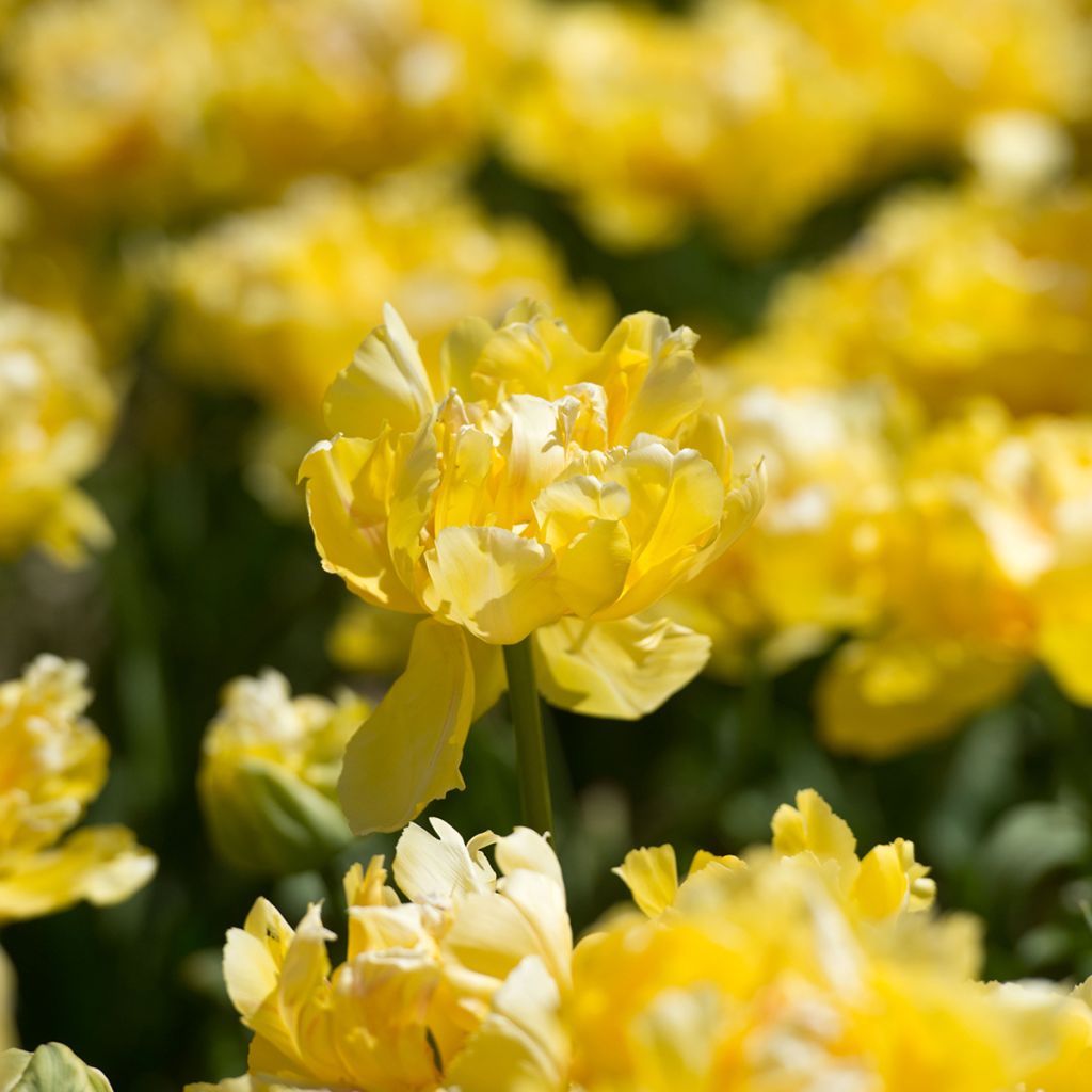 Tulipán doble temprano Yellow Margarita