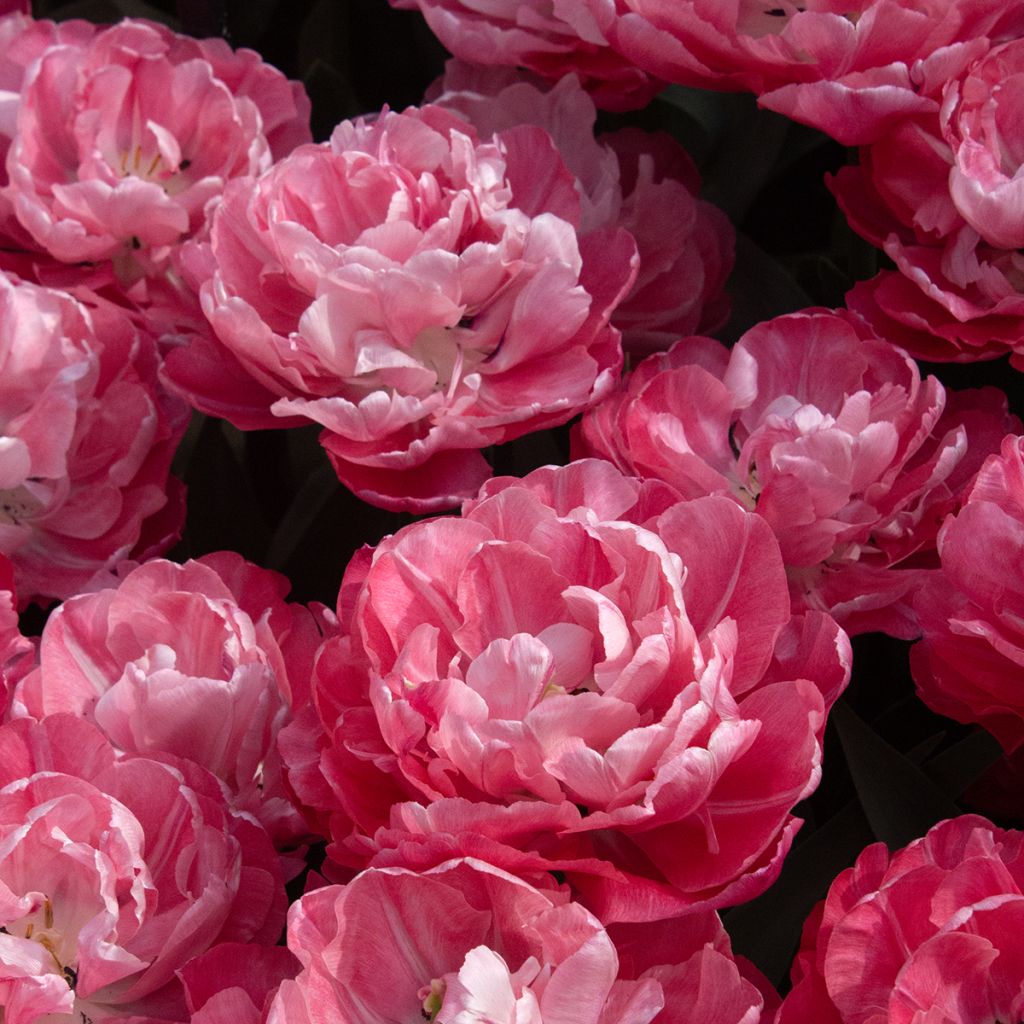 Tulipán doble de flor temprana Foxtrot