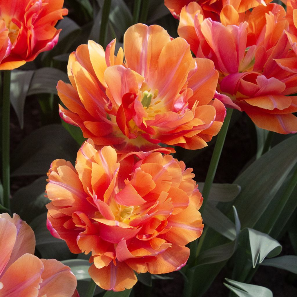Tulipán doble de flor temprana Orca