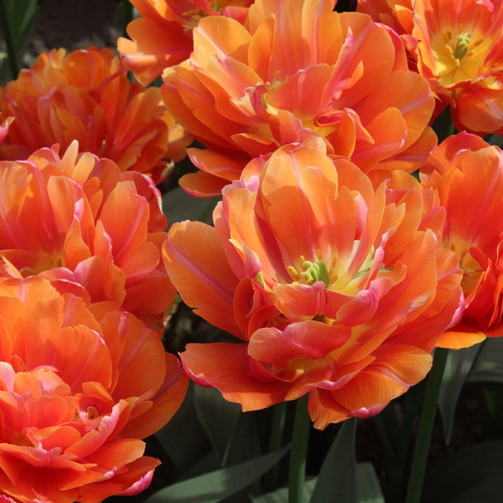 Tulipán doble de flor temprana Orca