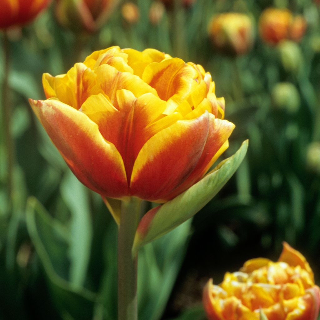 Tulipán doble tardío Bonanza