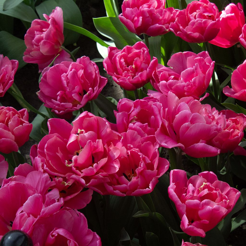 Tulipán doble de flor tardía Sunset Tropical