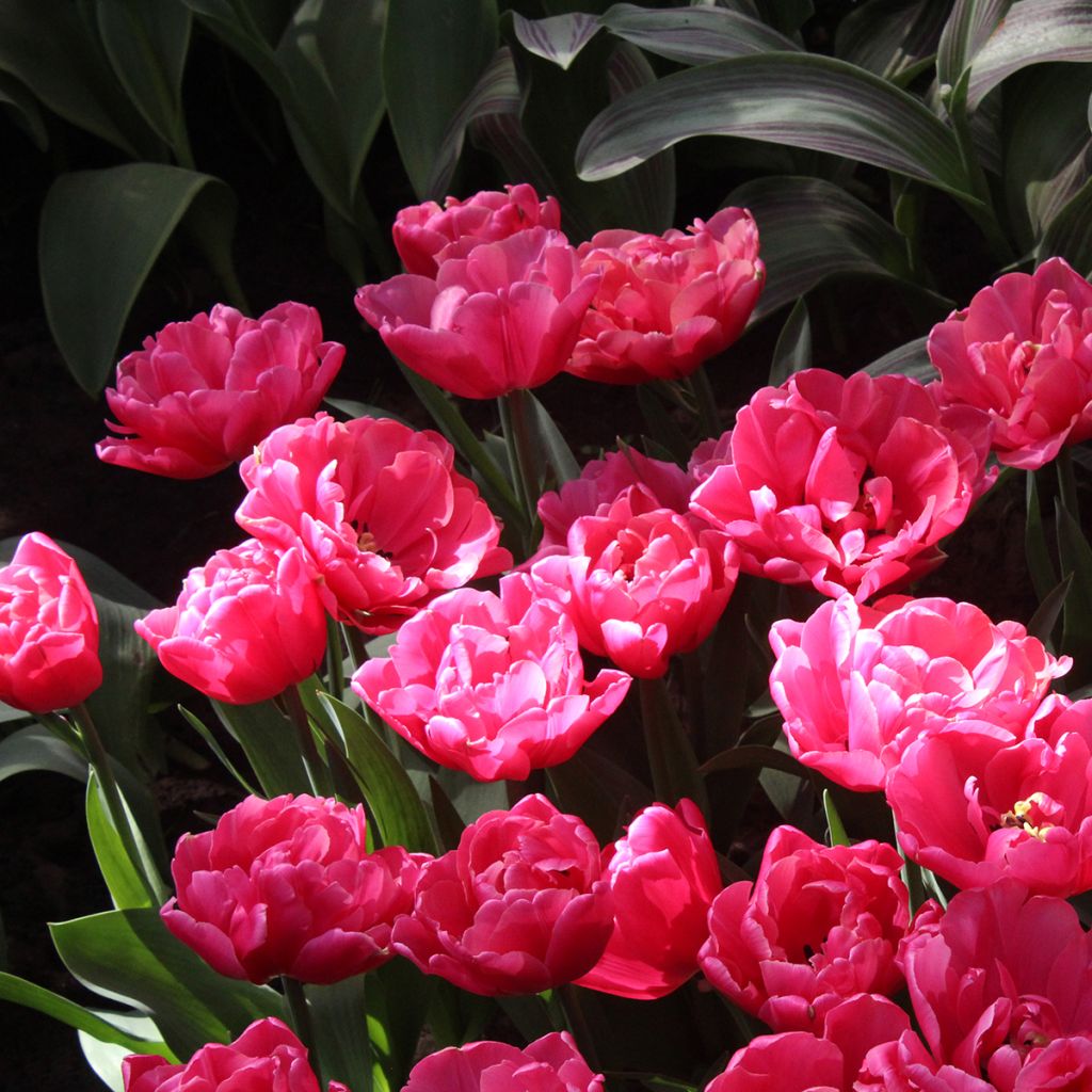Tulipán doble de flor tardía Sunset Tropical