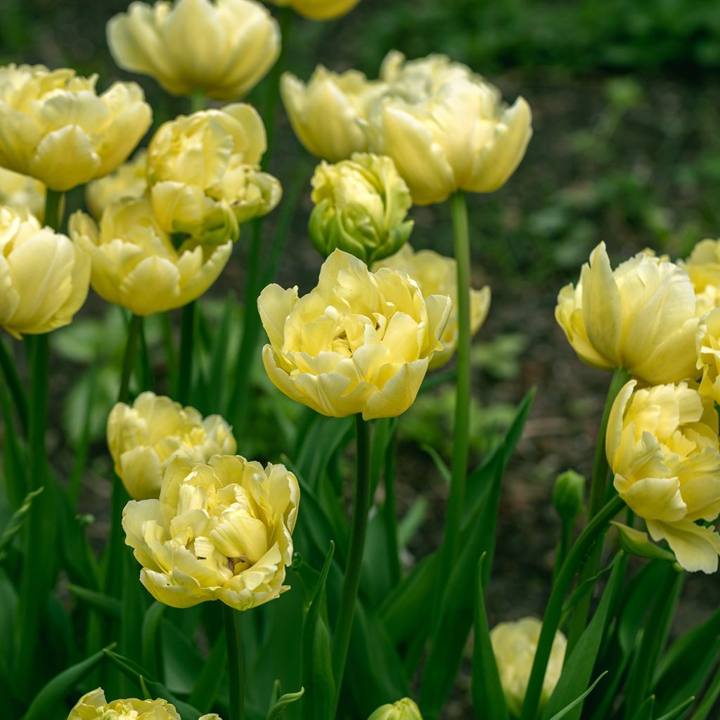 Tulipán doble tardío Yellow Mountain