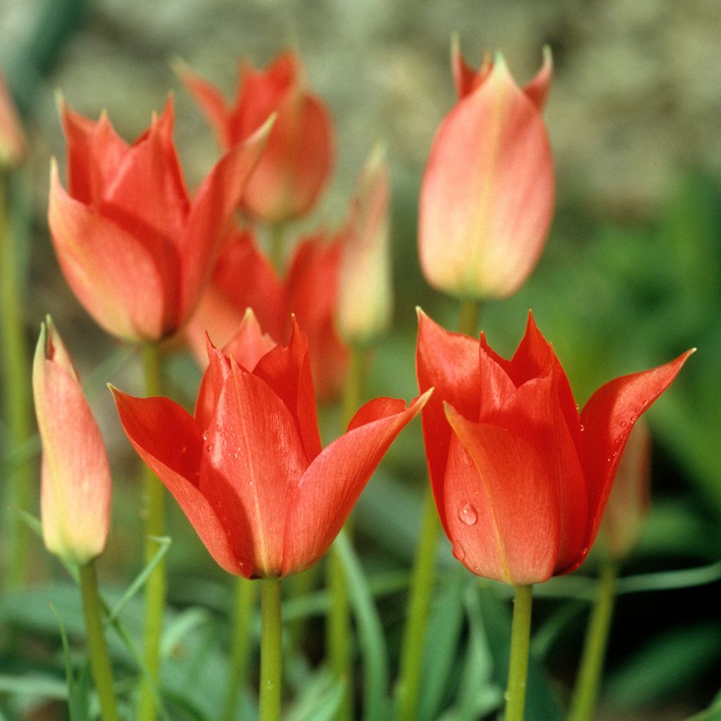Tulipán flor de lis Royal Charm