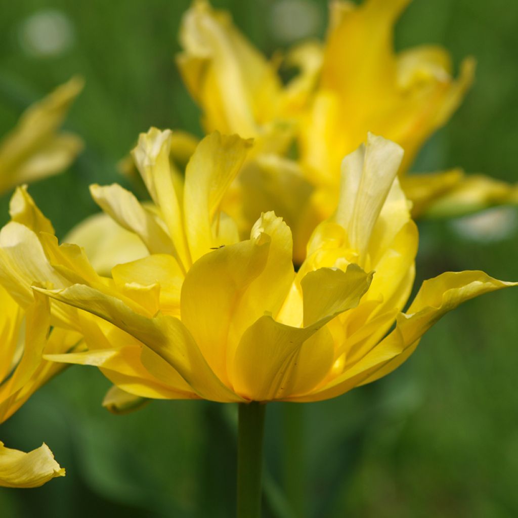 Tulipán flor de lis Yellow Spider