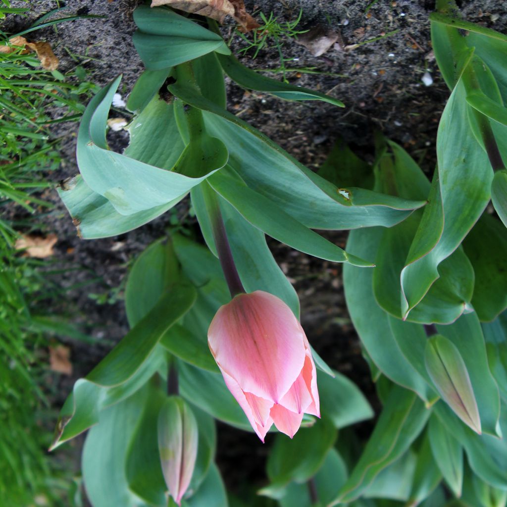 Tulipán Fosteriana Albert Heijn