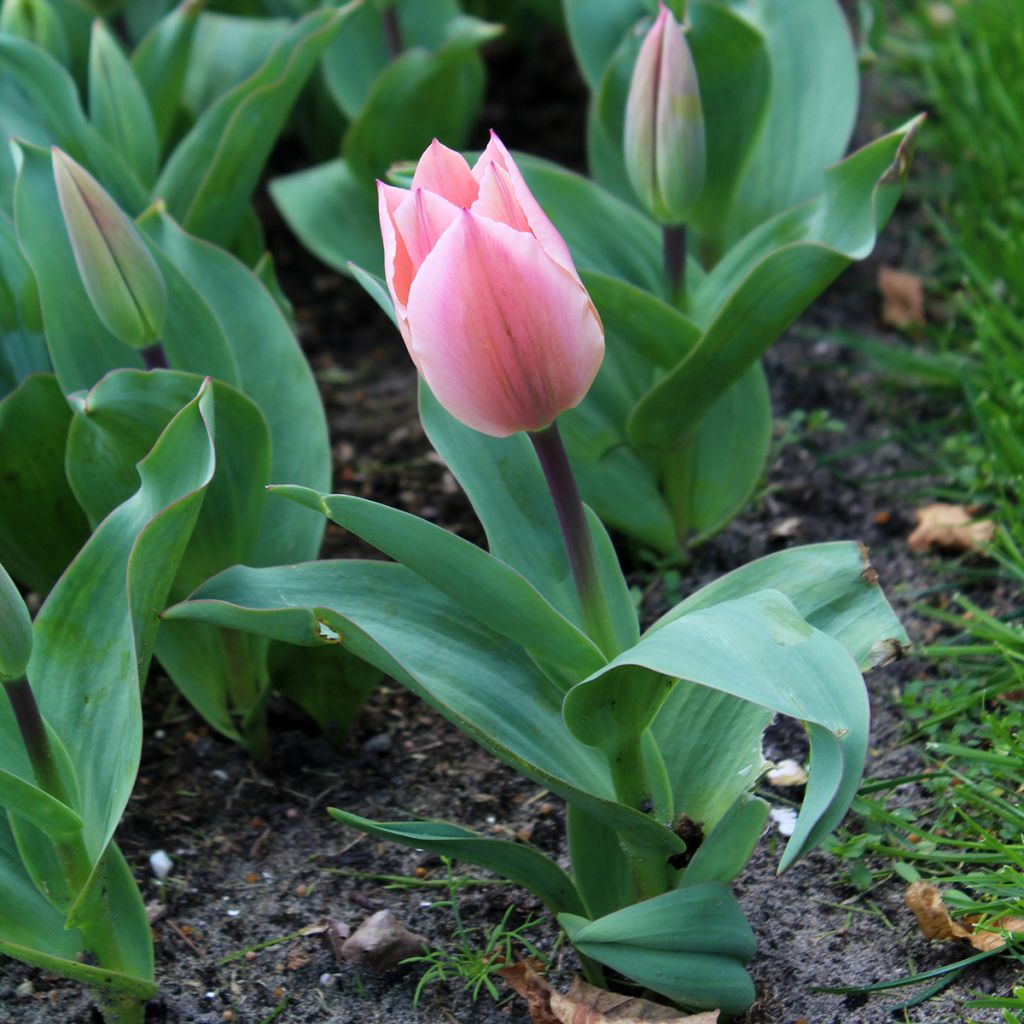 Tulipán Fosteriana Albert Heijn