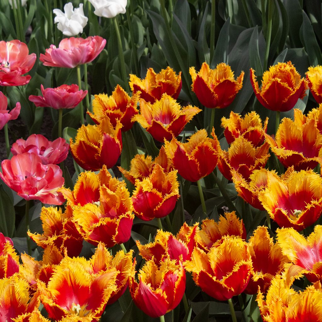 Tulipán Fosteriana Sweetheart