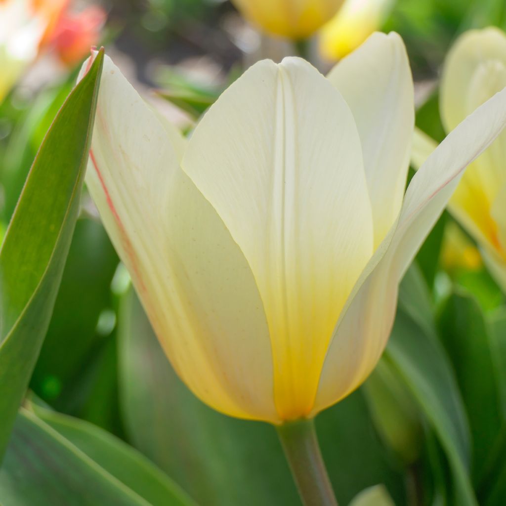 Tulipán Greigii White Fire
