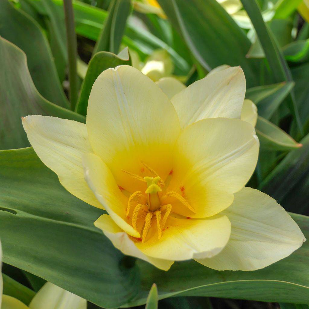 Tulipán Greigii White Fire