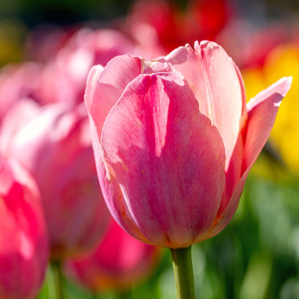 Tulipán Triunfo Préludium