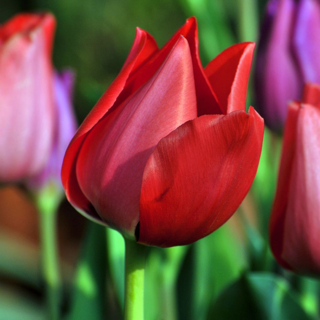 Tulipán simple de flor temprana Christmas Carol