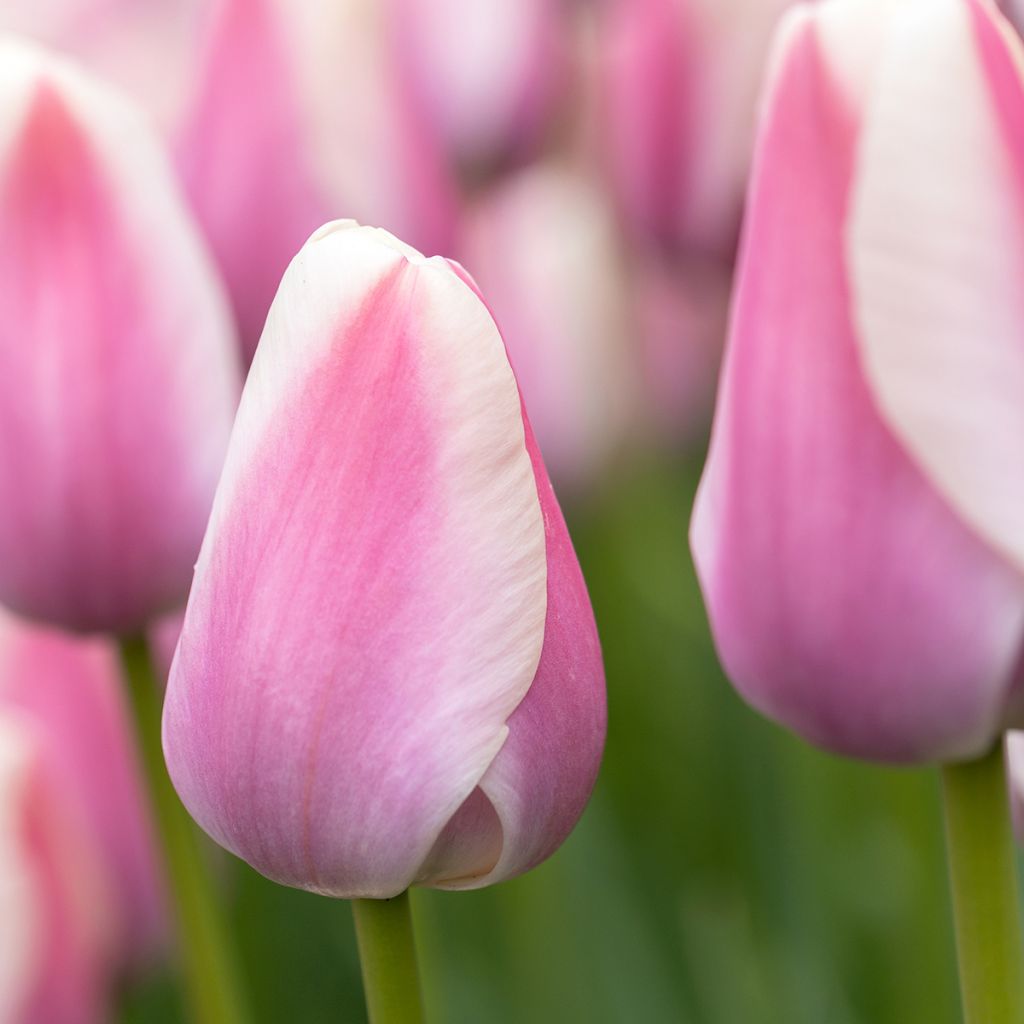Tulipán simple de flor temprana Mandy's Choice