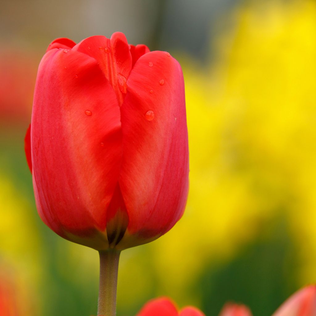 Tulipán simple de flor temprana Paradiso