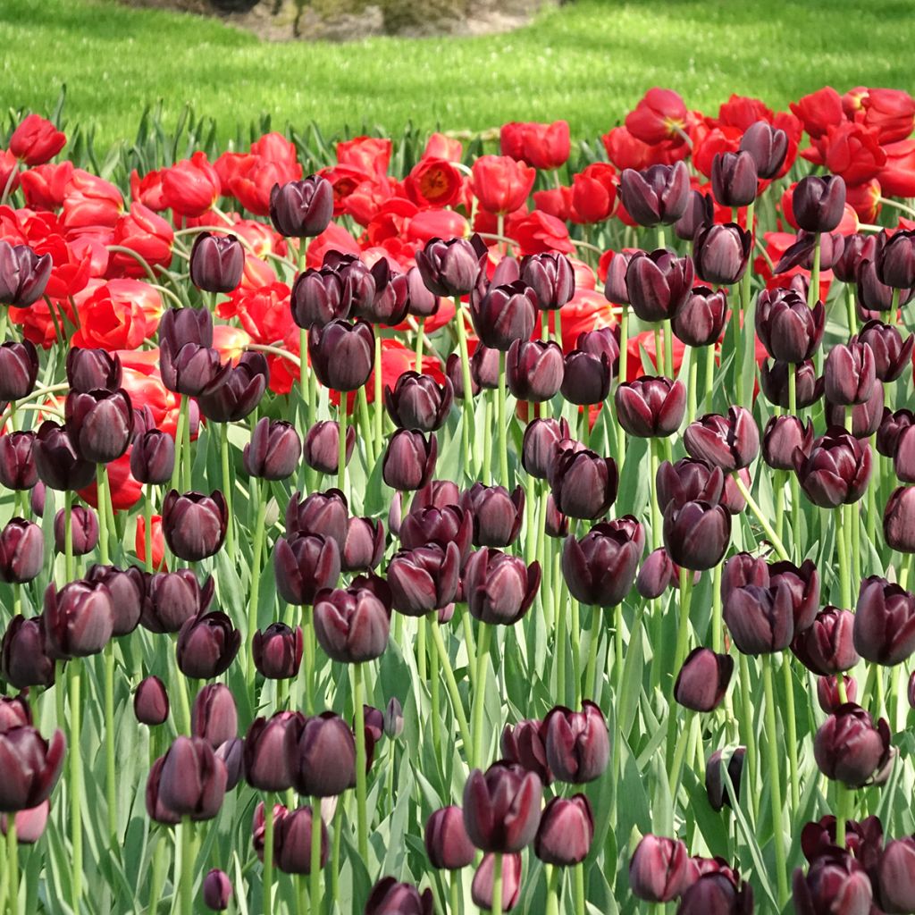 Tulipán simple de flor tardía Reine de la Nuit