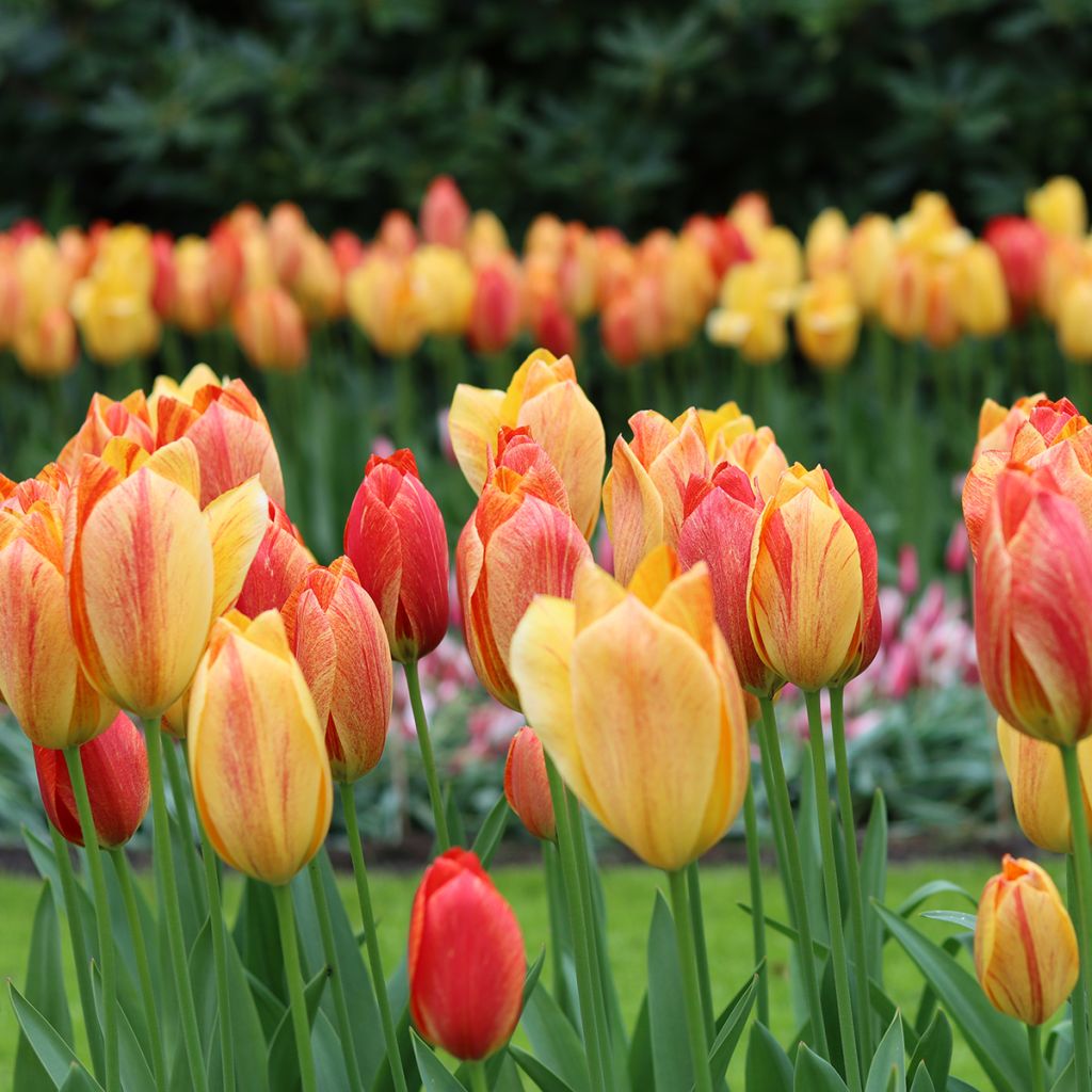 Tulipán simple de flor tardía Rhapsody of Smiles