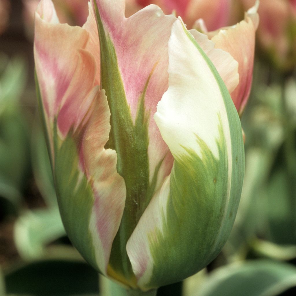 Tulipán viridiflora Blushing Artist