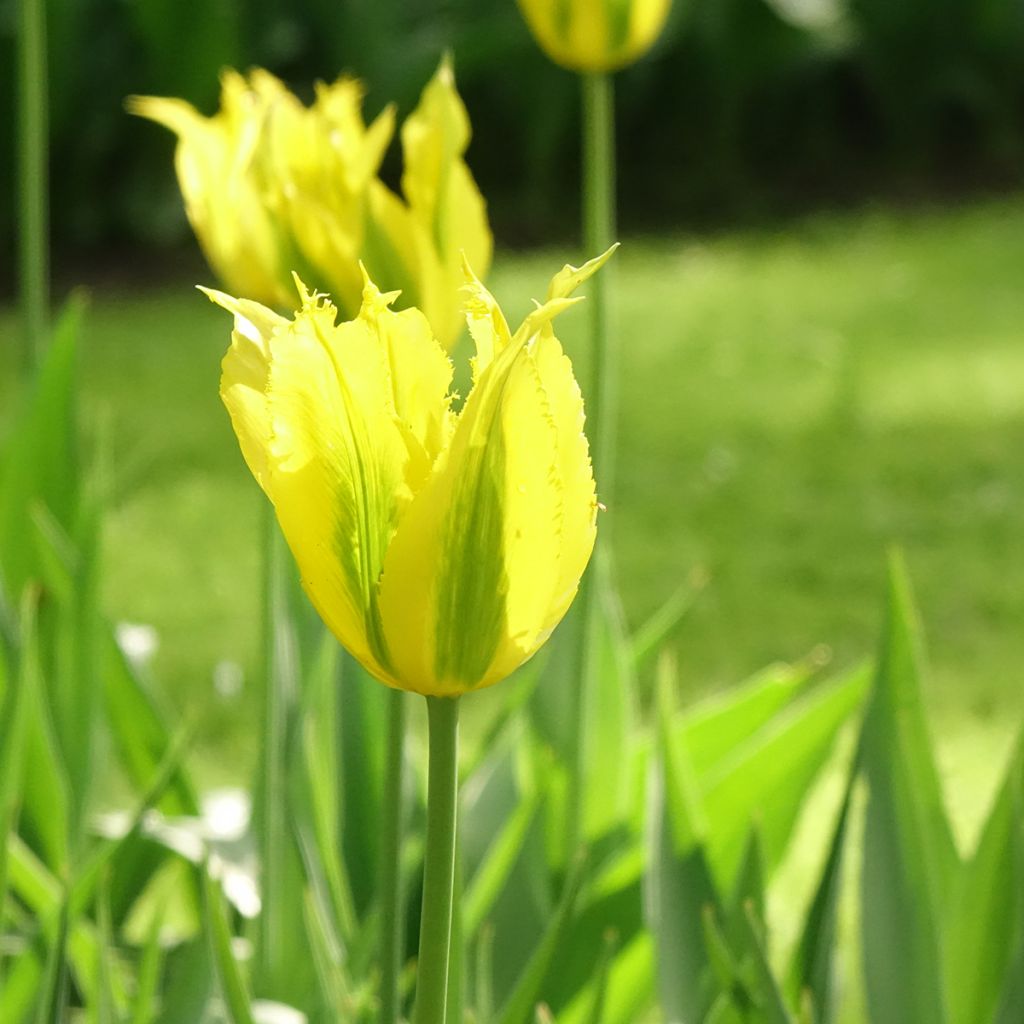 Tulipán Viridiflora Green Mile