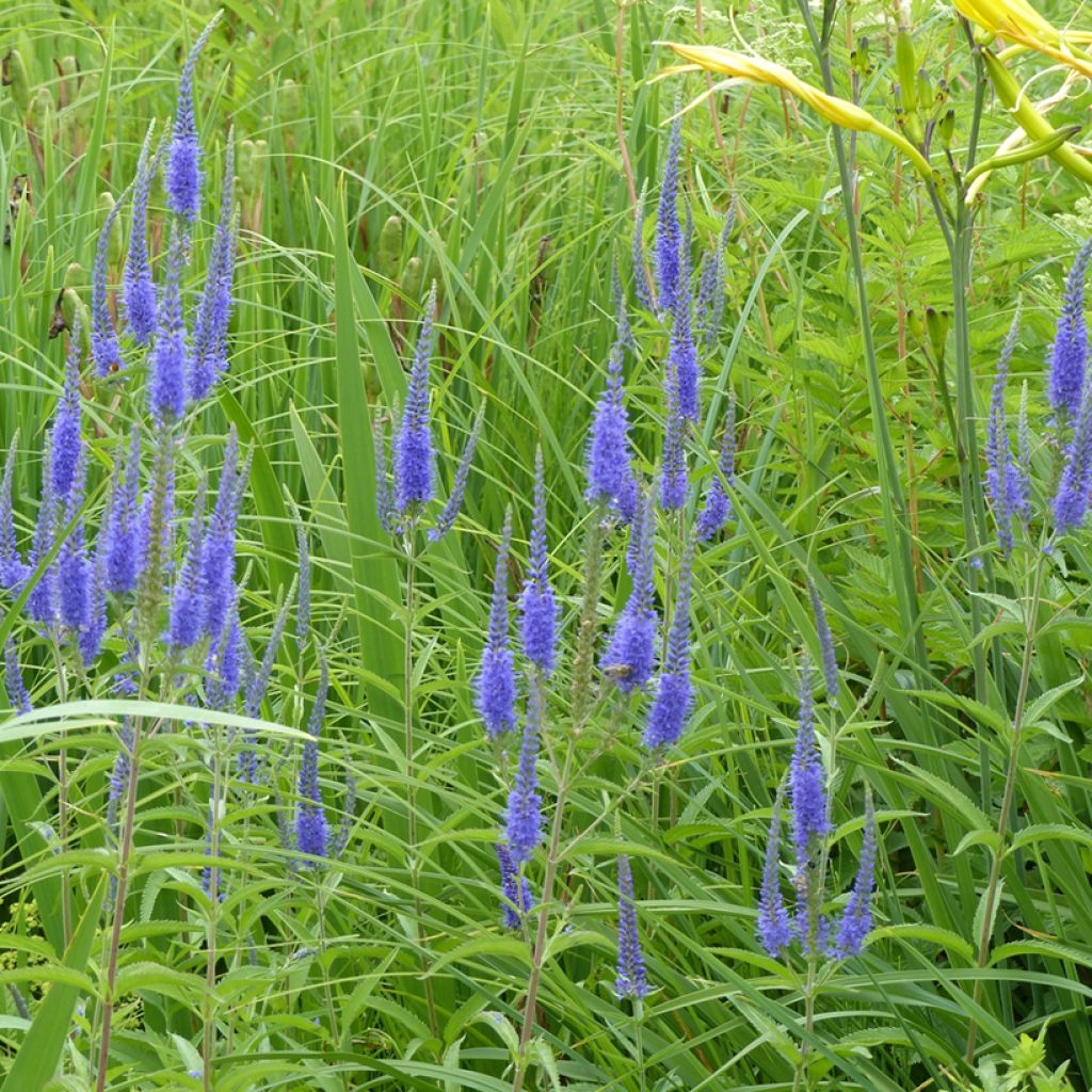 Veronica longifolia (semillas) - Verónica de hojas largas