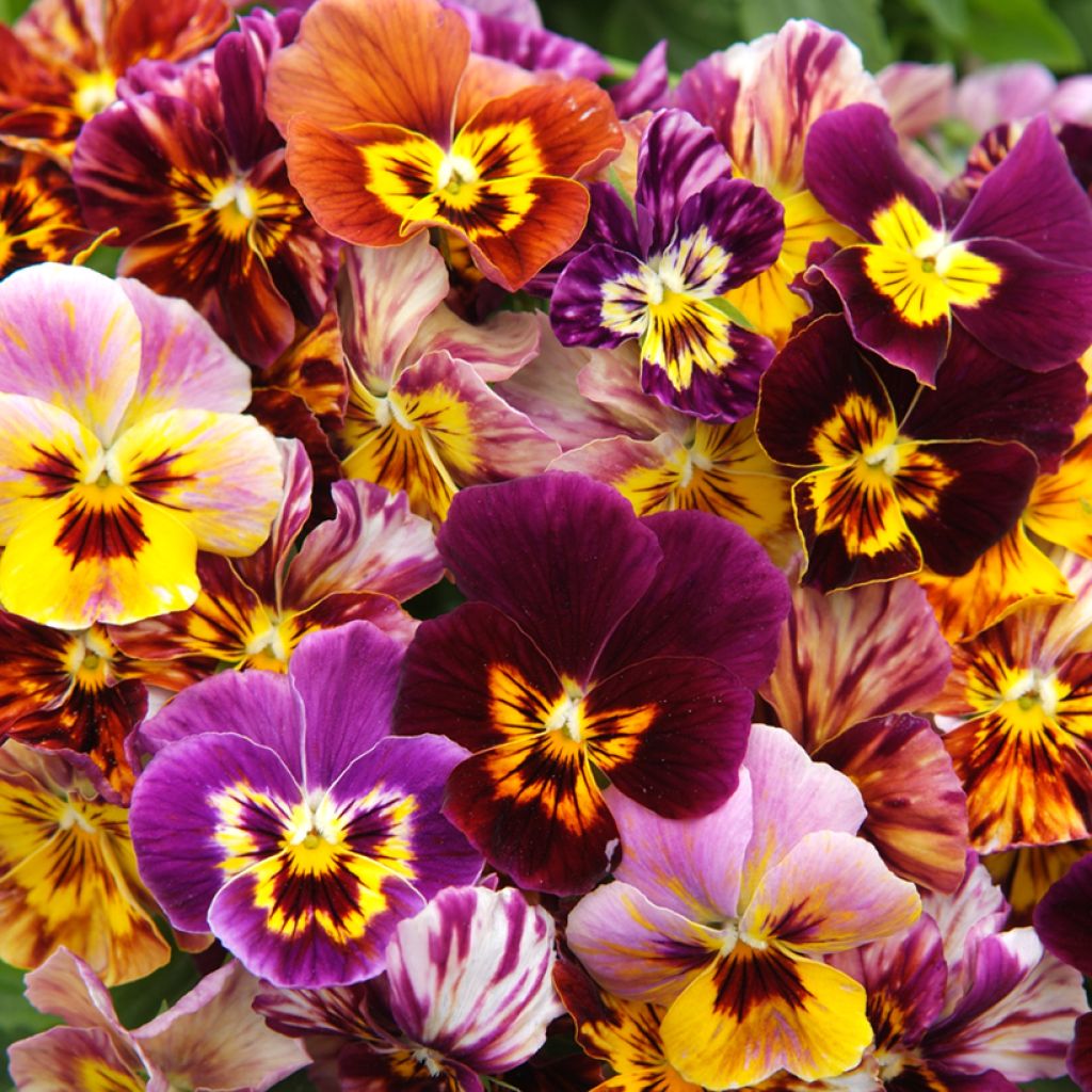 Viola Brush Strokes - Violeta
