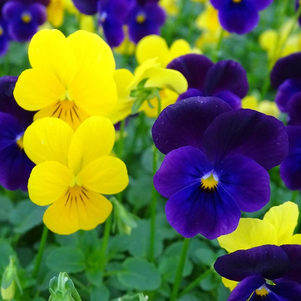 Viola cornuta Sorbet XP Harvest Mix - Violeta