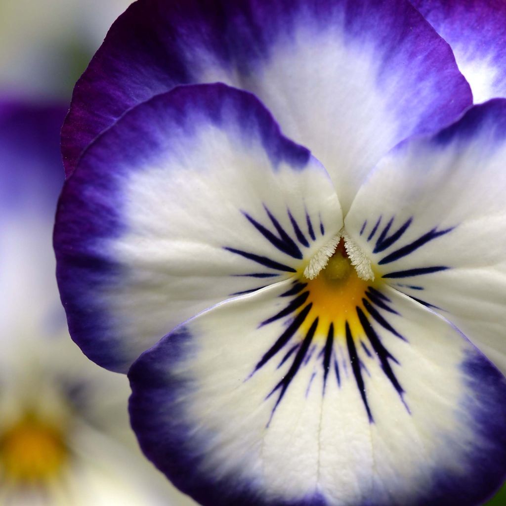 Violette cornue Sorbet XP Coconut Swirl Mini-motte - Viola cornuta