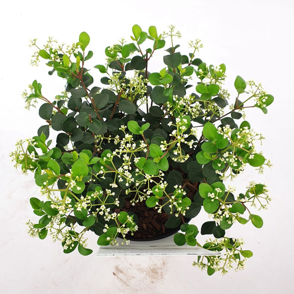 Viburnum x tinus Fairy Stars® - 