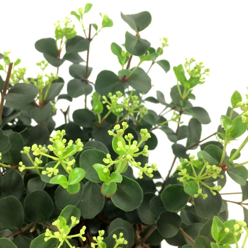 Viburnum x tinus Fairy Stars® - 