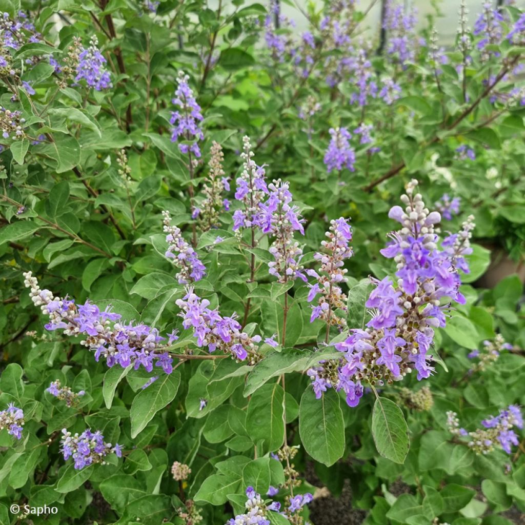Vitex agnus-castus Chicagoland Blues - Sauzgatillo