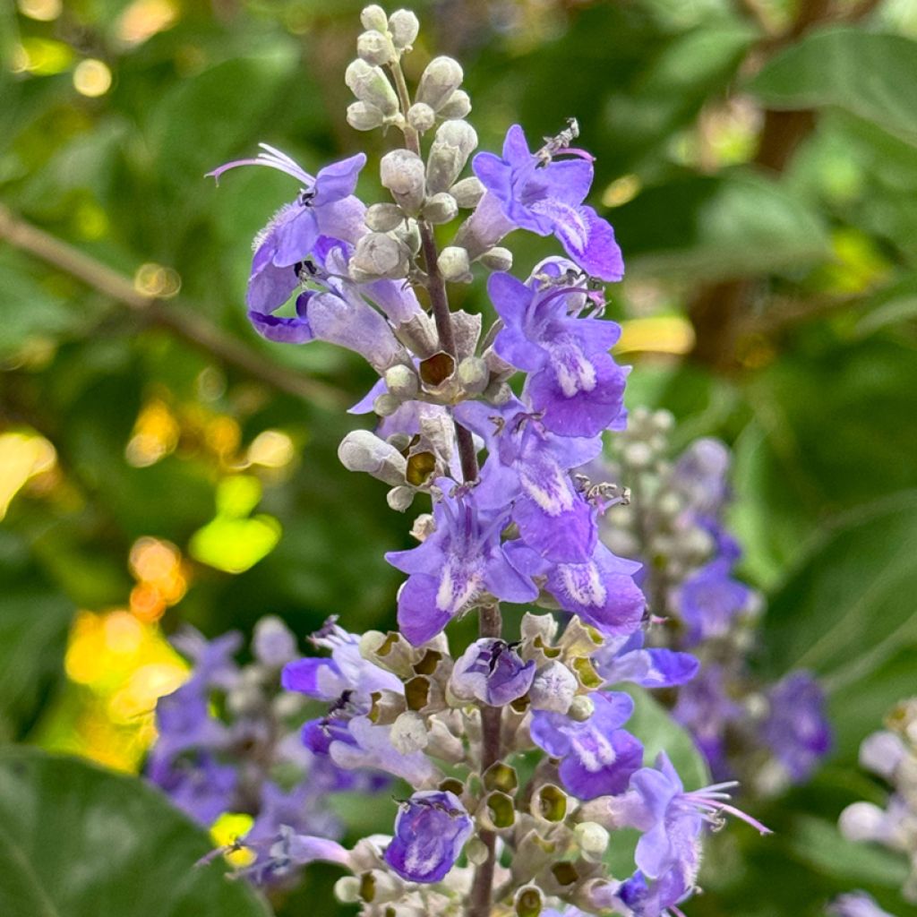 Vitex agnus-castus Chicagoland Blues - Sauzgatillo