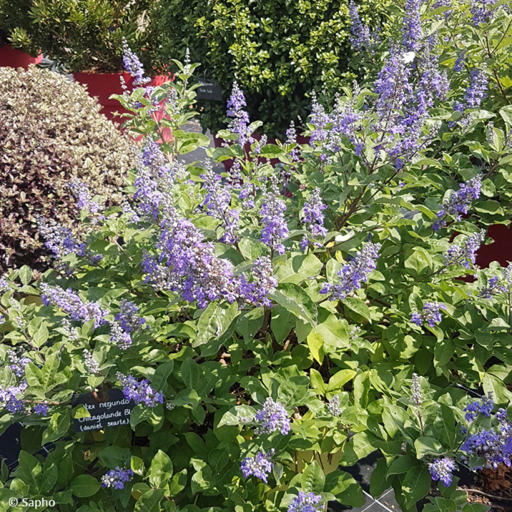 Vitex agnus-castus Chicagoland Blues - Sauzgatillo