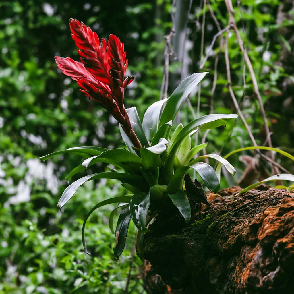 Vriesea Barbara - Pluma de indio