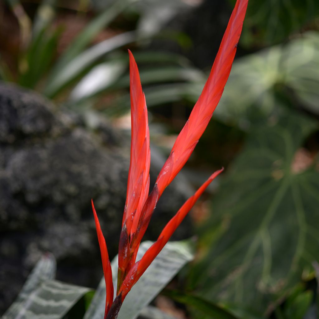 Vriesea Splendens - Pluma de indio