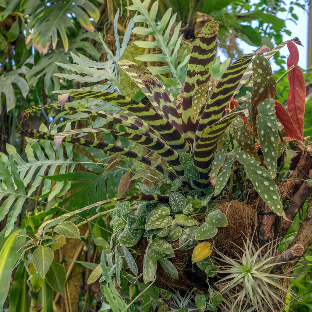 Vriesea Splendens - Pluma de indio