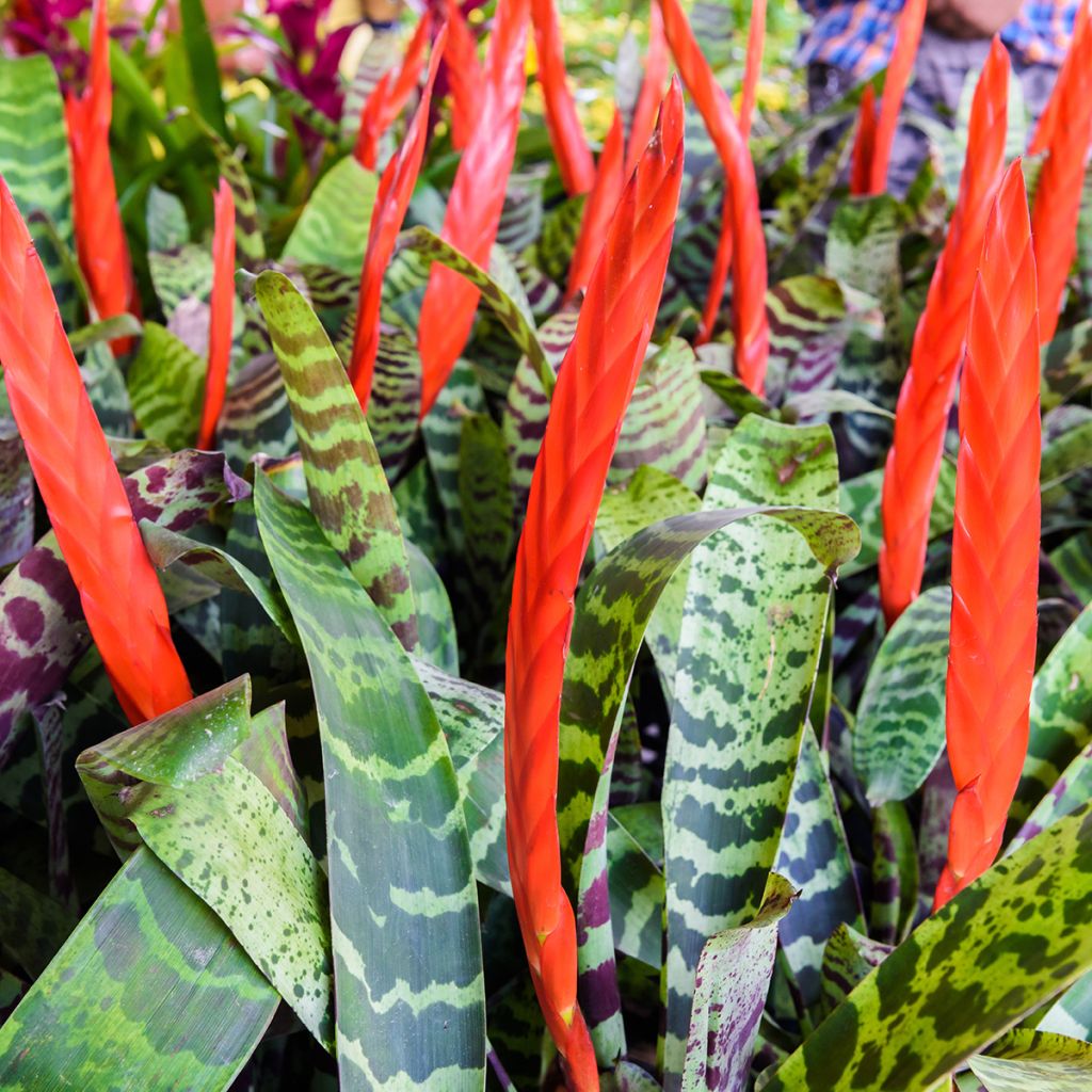 Vriesea Splendens - Pluma de indio