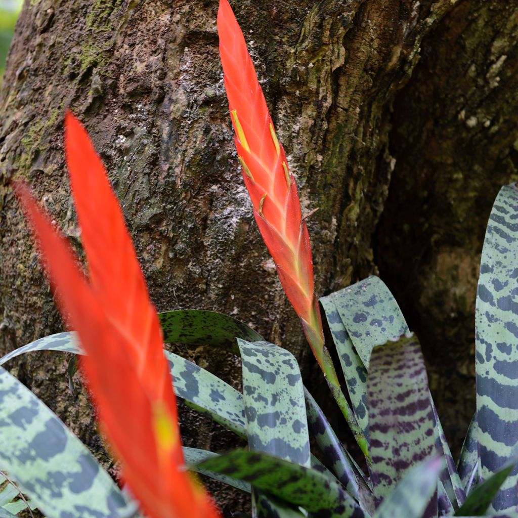 Vriesea Splendens - Pluma de indio