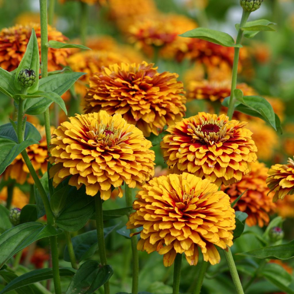 Zinnia Macarenia