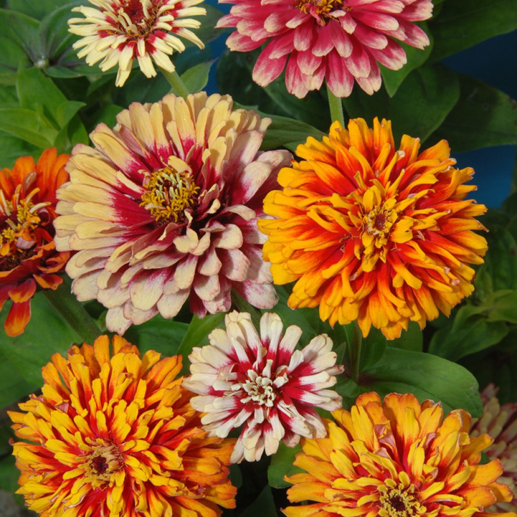 Zinnia Whirlygig Mixed