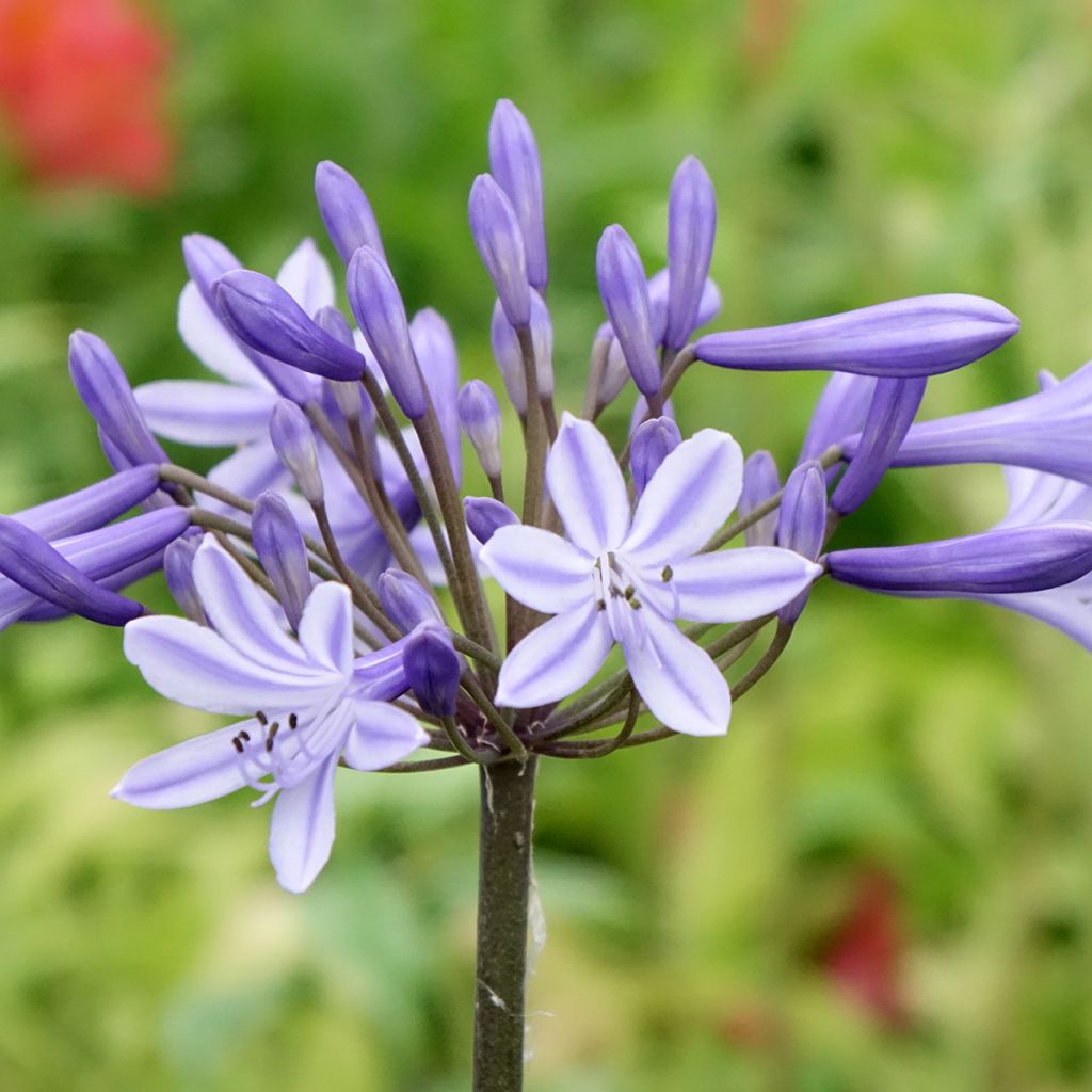 Agapanto Headbourne Blue