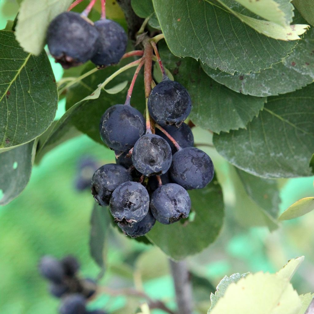 Guillomo de Saskatchewan Saskablue - Amelanchier alnifolia