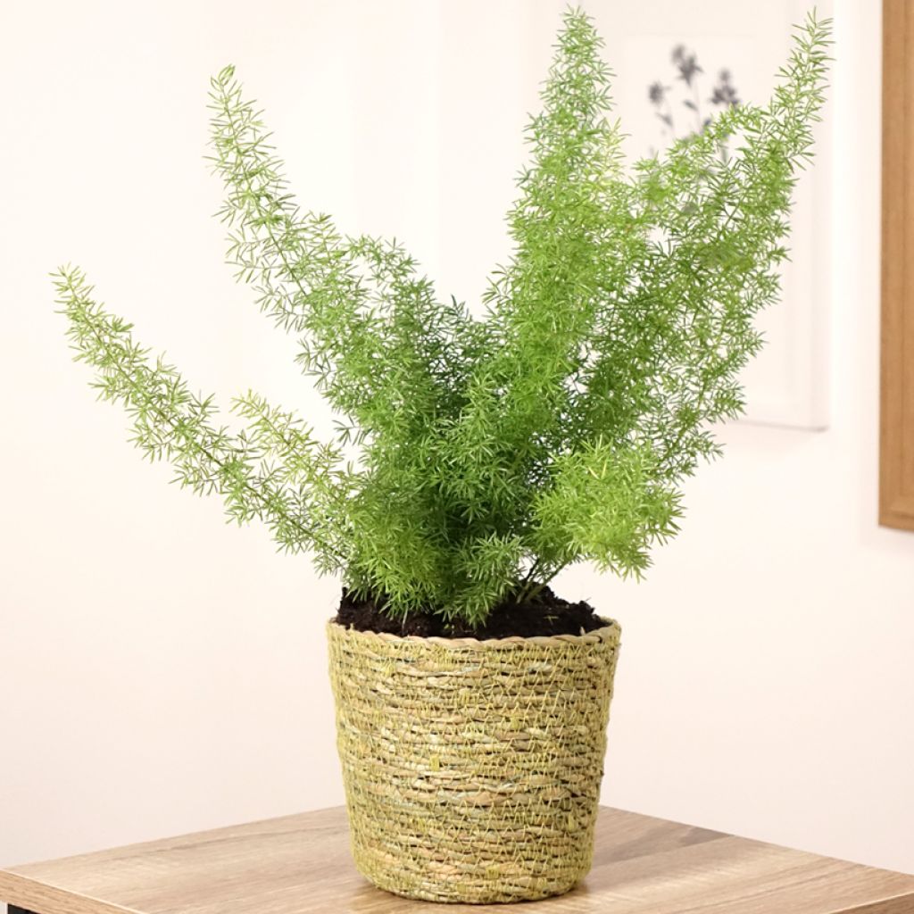 Asparagus densiflorus var. meyeri - Espárrago de jardín