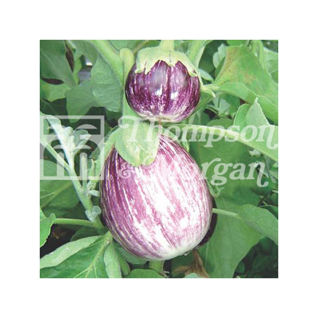 Berenjena Pinstripe