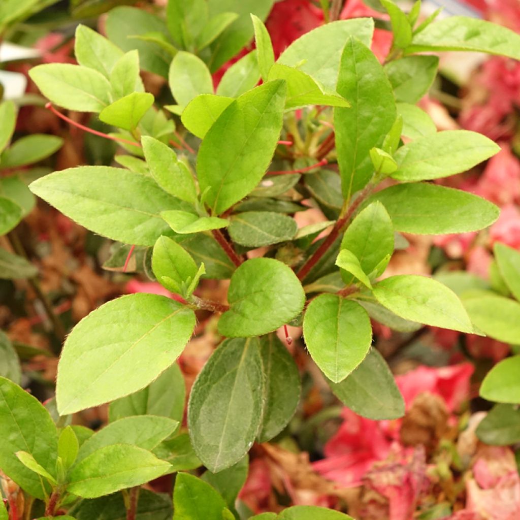 Azalea japonica Vuyk's Scarlet