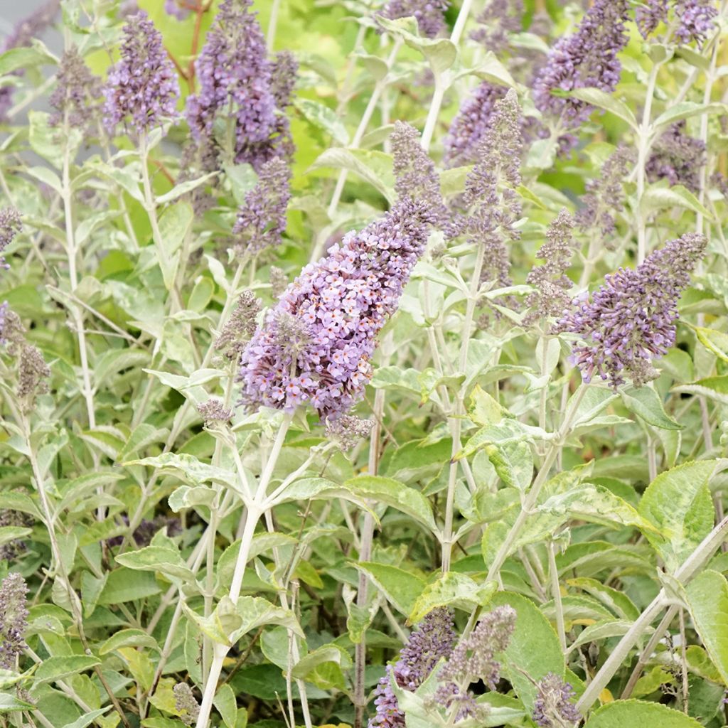 Buddleja Lochinch