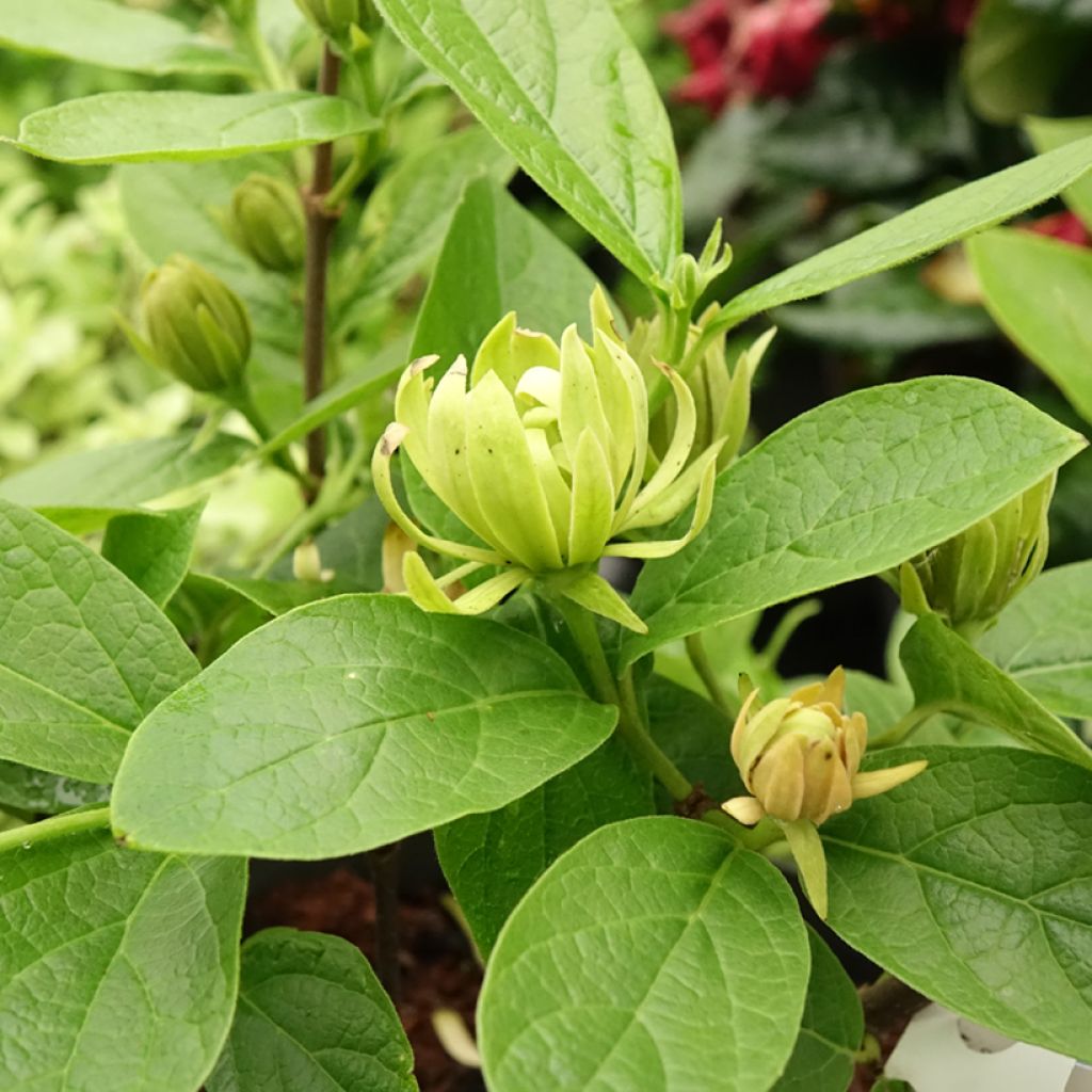 Calycanthus floridus Athens- Árbol de las anémonas
