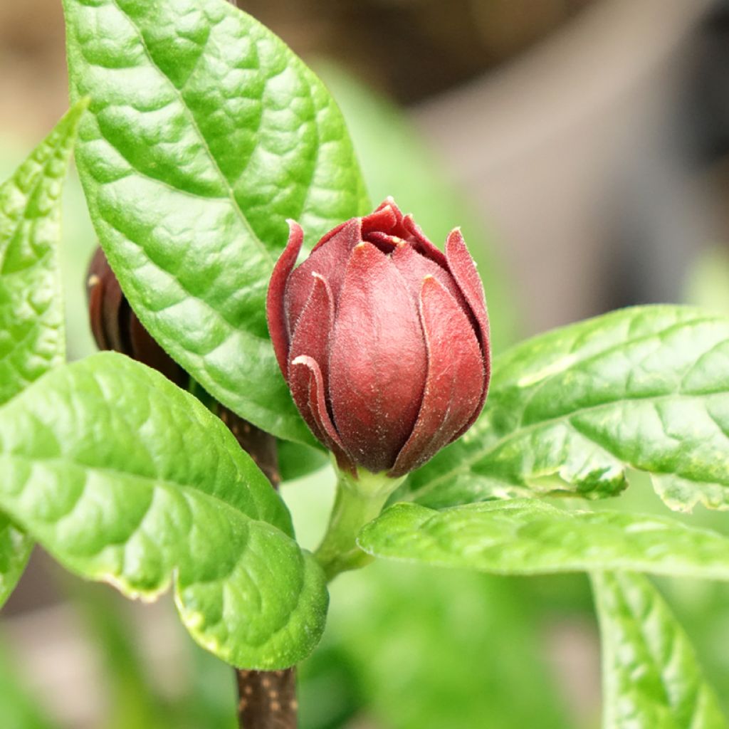 Calycanthus floridus Michael Lindsay - Árbol de las anémonas