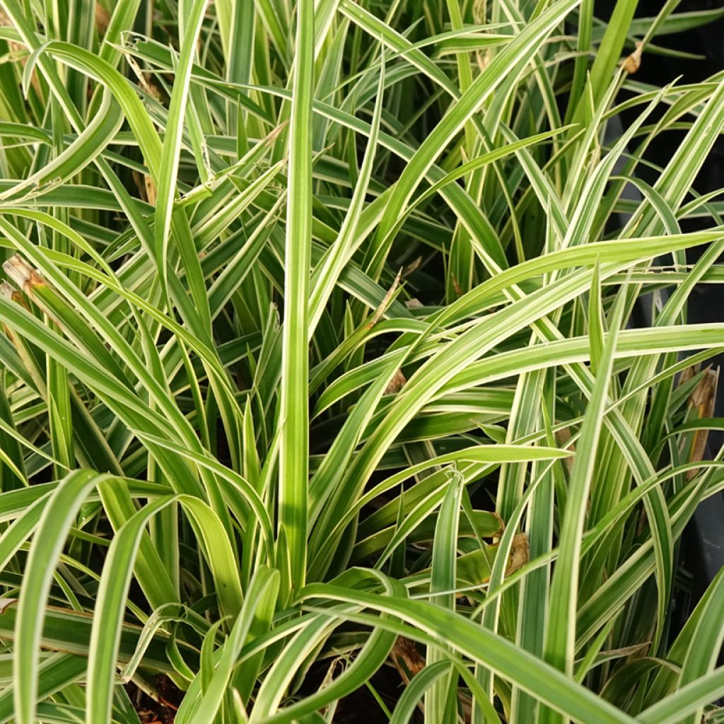 Carex muskingumensis variegata