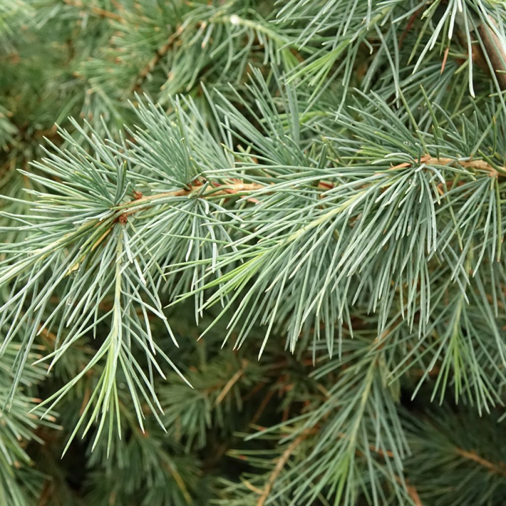 Cedro del Himalaya - Cedrus deodara Pendula