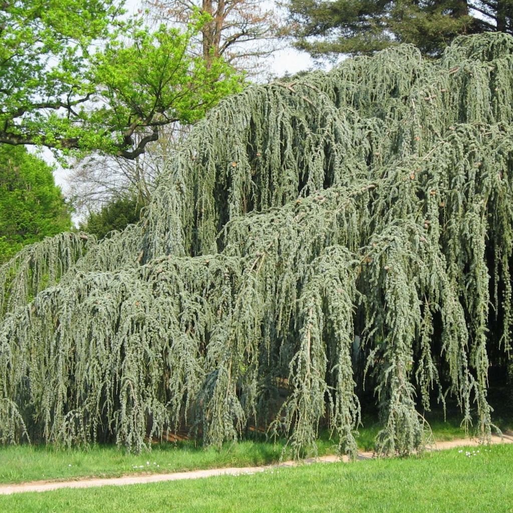 Cedro de Líbano - Cedrus libani subsp. atlantica Glauca Pendula